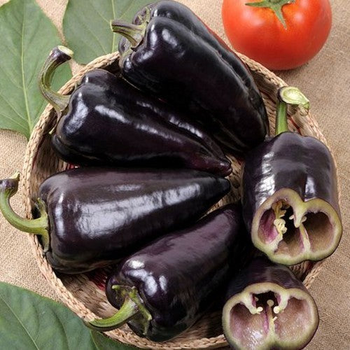 Paprika 'Black Knight'