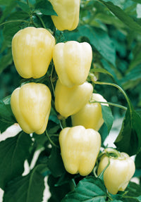 Paprika 'Bianca' F1