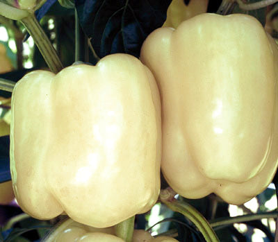 Paprika 'Bianca' F1