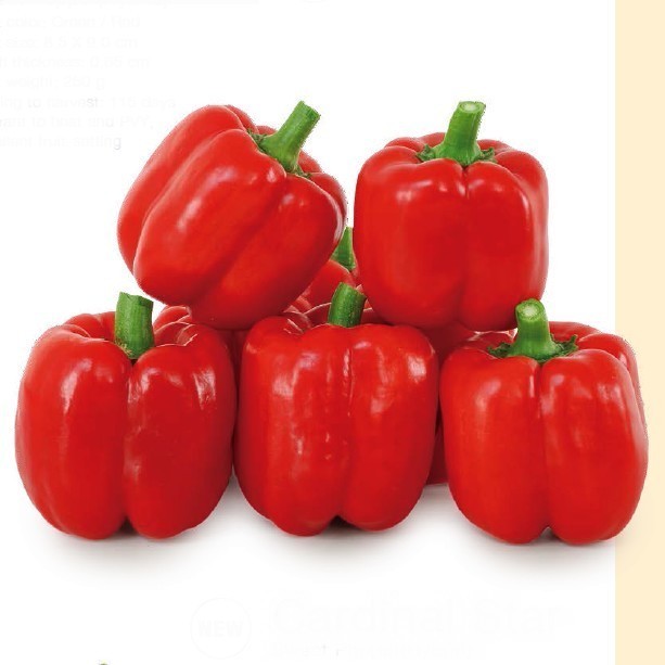 Paprika 'Crispy' F1