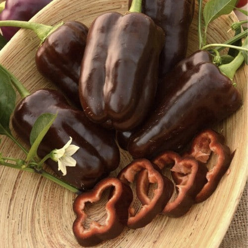 Paprika 'sweet Chocolate'