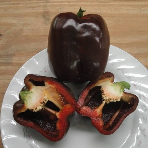 Paprika 'sweet Chocolate'