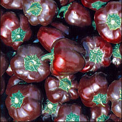 Paprika 'Choco Miniature Bell' / 'Chocolate'
