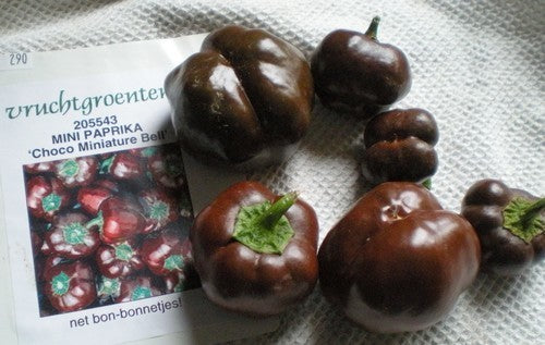 Paprika 'Choco Miniature Bell' / 'Chocolate'