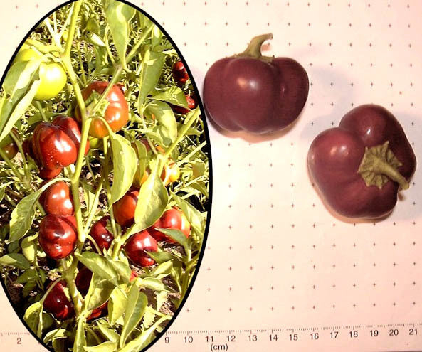 Paprika 'Choco Miniature Bell' / 'Chocolate'