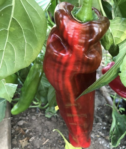 Paprika 'Cockatoo'
