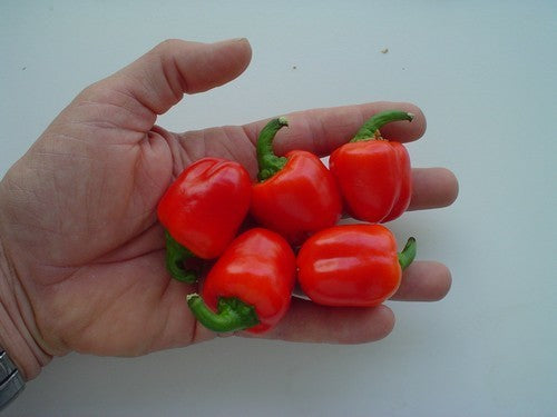 Pepper 'Coctail Red' F1 / 'Micro Red Block' F1 / 'Tinkerbel'