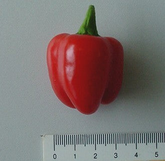 Pepper 'Coctail Red' F1 / 'Micro Red Block' F1 / 'Tinkerbel'