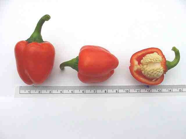 Pepper 'Coctail Red' F1 / 'Micro Red Block' F1 / 'Tinkerbel'