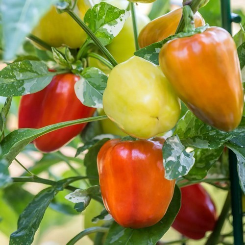 Pepper 'Confetti' F1