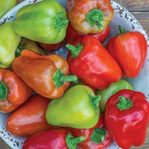 Pepper 'Confetti' F1