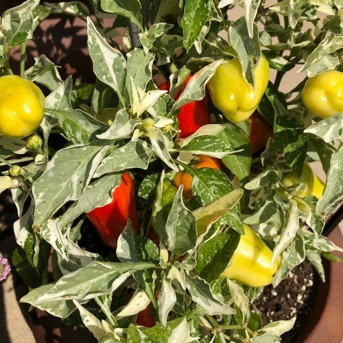 Pepper 'Confetti' F1