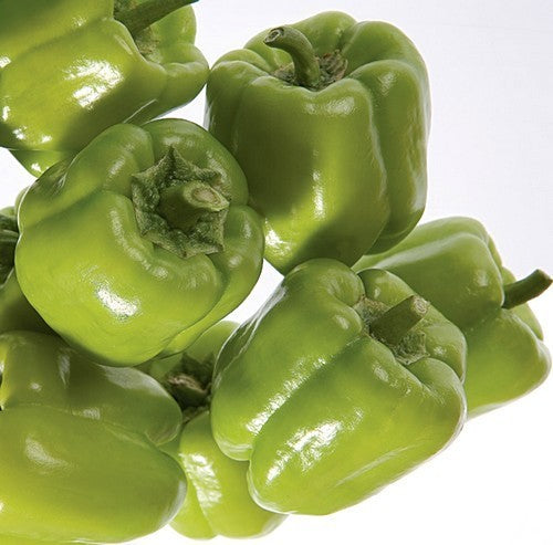 Paprika 'Dolma Kandil'