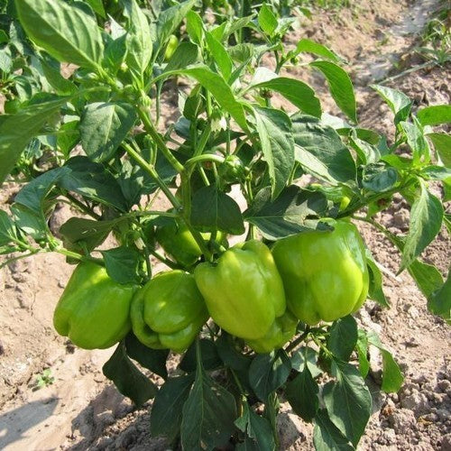 Paprika 'Dolma Kandil'