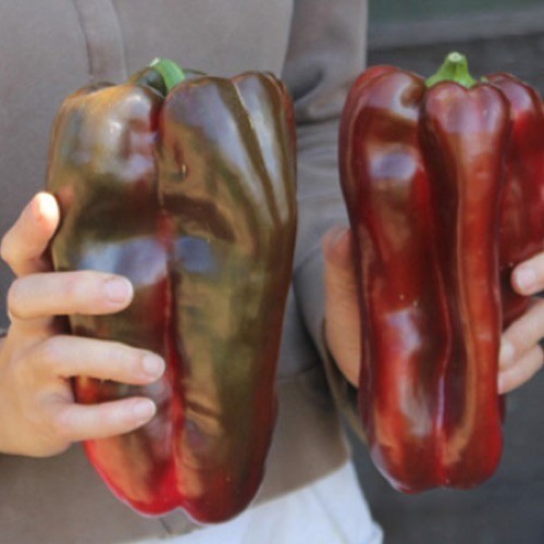 Paprika 'Dulce de Espaa' / 'Doux d' Espagne' / 'Spanish Mammouth'