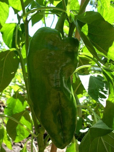 Paprika 'Dulce de Espaa' / 'Doux d' Espagne' / 'Spanish Mammouth'