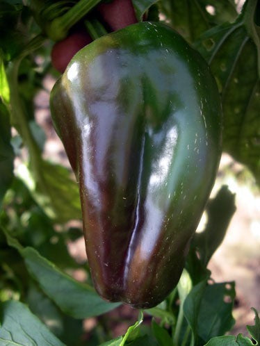 Paprika 'Dulce de Espaa' / 'Doux d' Espagne' / 'Spanish Mammouth'