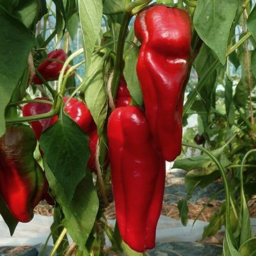 Paprika 'Dulce de Espaa' / 'Doux d' Espagne' / 'Spanish Mammouth'