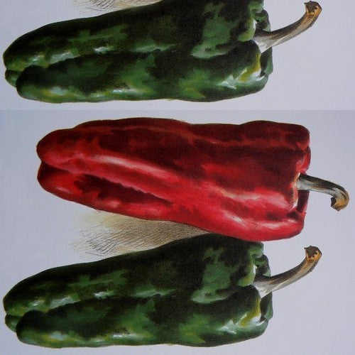 Paprika 'Dulce de Espaa' / 'Doux d' Espagne' / 'Spanish Mammouth'