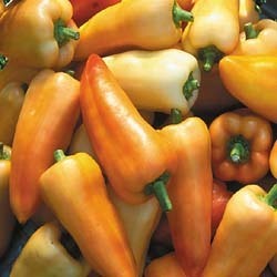 Paprika 'sweet Banana'