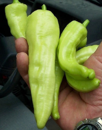 Paprika 'sweet Banana'