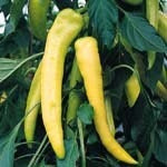 Paprika 'sweet Banana'