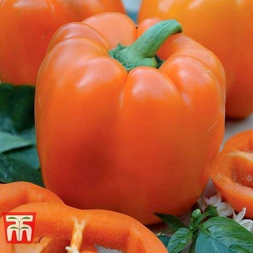Paprika 'Etiuda' / 'Orange Globe'