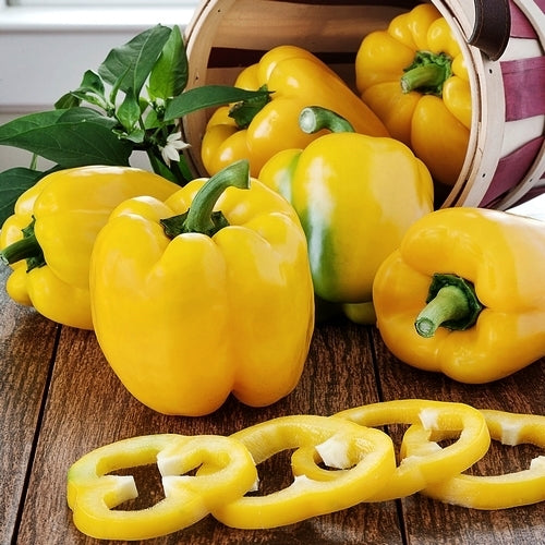 Paprika 'Polaris' F1 / 'Jolly Giallo' F1