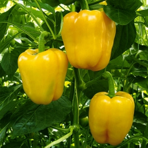Paprika 'Polaris' F1 / 'Jolly Giallo' F1