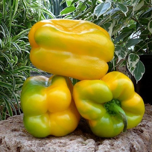 Paprika 'Polaris' F1 / 'Jolly Giallo' F1