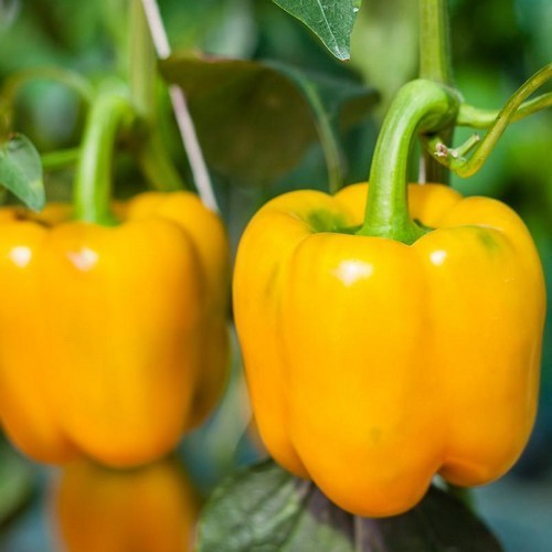 Pepper 'Golden California Wonder' / 'Yellow California Wond'