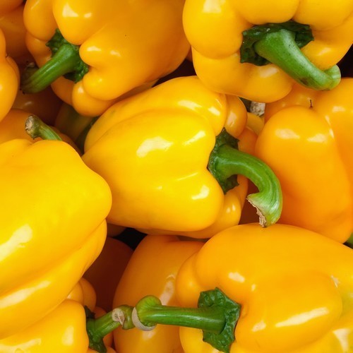 Pepper 'Golden California Wonder' / 'Yellow California Wond'