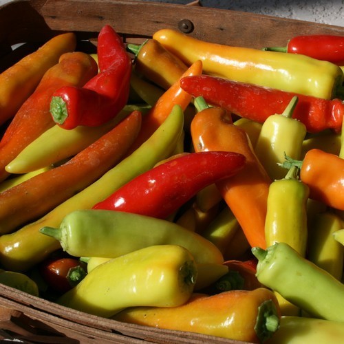 Pepper 'Hungarian Sweet Wax'