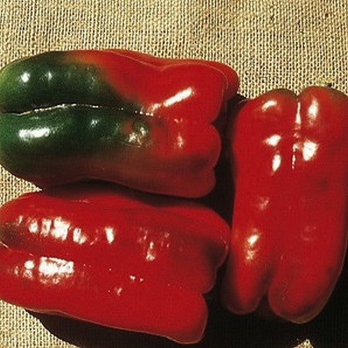 Paprika 'Hytower' F1 / 'Red King' F1