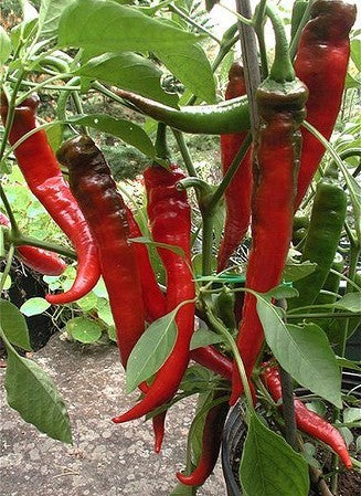 Paprika 'Jimmy Nardello's''