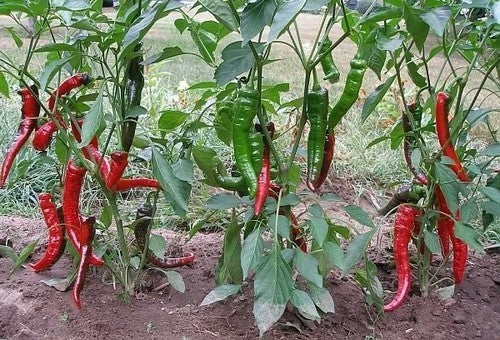 Paprika 'Jimmy Nardello's''