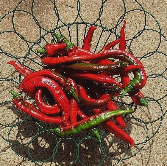 Paprika 'Jimmy Nardello's''