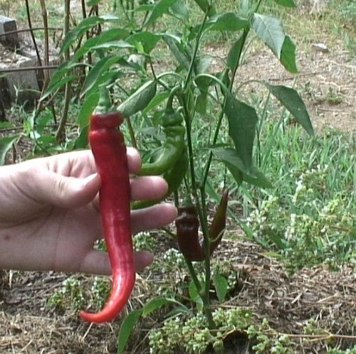 Paprika 'Jimmy Nardello's''