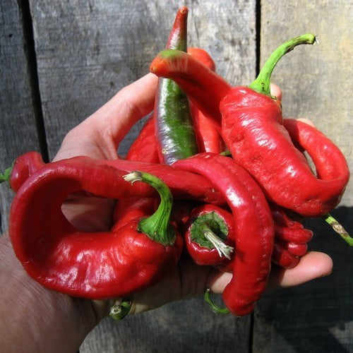 Paprika 'Jimmy Nardello's''