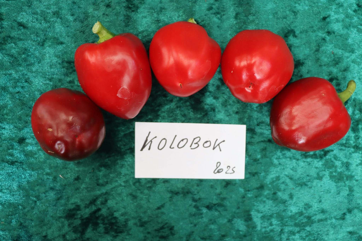 Paprika 'Kolobok'