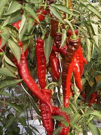 Pepper 'Lombardo'