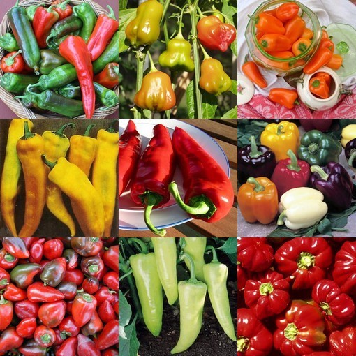 Paprika 'Lucky Fruits' / 'Vruchtjes van Geluk'