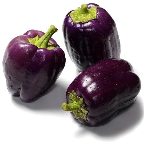 PAPRIKA 'Purple Bell'