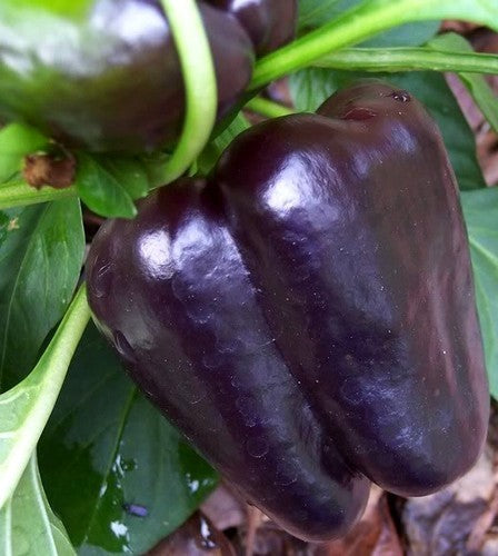 PAPRIKA 'Purple Bell'