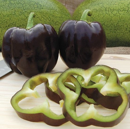 PAPRIKA 'Purple Bell'
