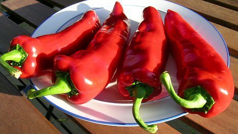 Paprika 'Corno di Toro Rosso' / 'Kapia' / 'Capia'