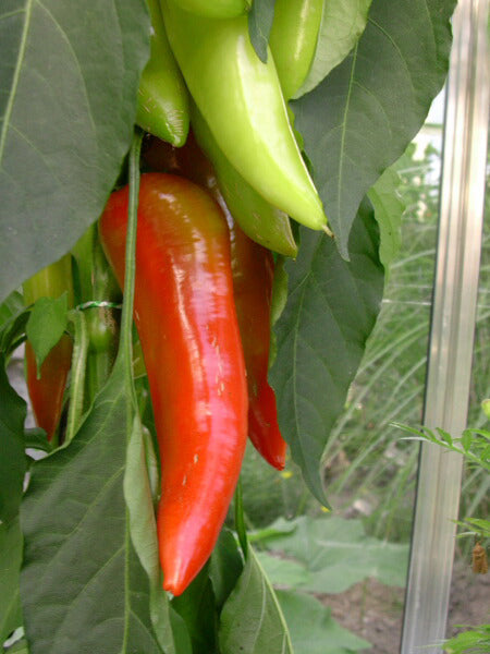 Paprika 'Corno di Toro Rosso' / 'Kapia' / 'Capia'
