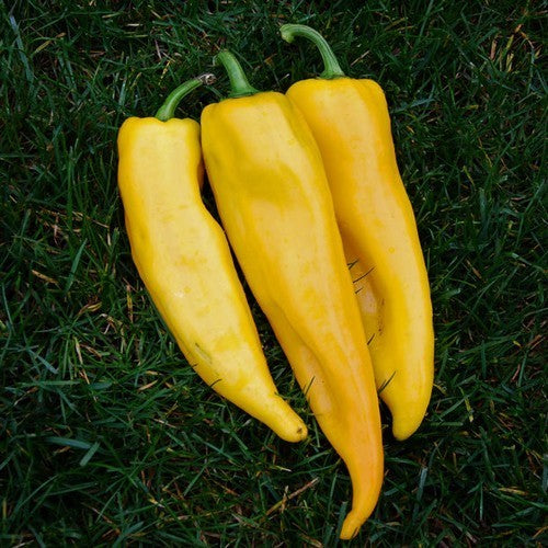 Pepper 'Corno di Toro Giallo'