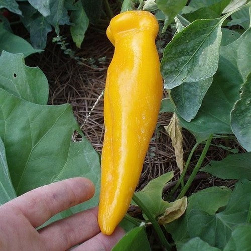 Pepper 'Corno di Toro Giallo'