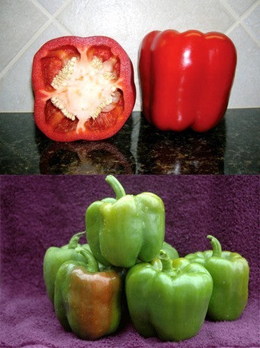 Paprika 'North Star' F1